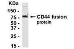 Western Blotting (WB) image for anti-CD44 (CD44) (AA 361-540) antibody (ABIN2468150) (CD44 抗体  (AA 361-540))