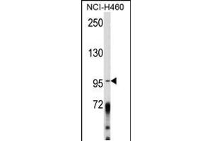 Western blot analysis of AK Antibody (Center) (ABIN652454 and ABIN2842308) in NCI- cell line lysates (35 μg/lane). (AKAP3 抗体  (AA 240-267))