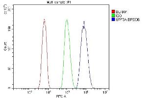 anti-UPF3 Regulator of Nonsense Transcripts Homolog A (UPF3A) (AA 4-452) antibody