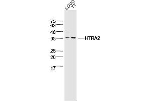 Lane 1: LOVO lysates Lane 2: TT lysates probed with HTRA2 Polyclonal Antibody, Unconjugated  at 1:300 dilution and 4˚C overnight incubation. (Tsarg3/Tsarg1 (AA 101-183) 抗体)
