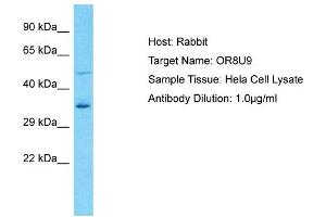 Host: Rabbit Target Name: OR8U9 Sample Type: Hela Whole Cell lysates Antibody Dilution: 1. (OR8U9 抗体  (C-Term))