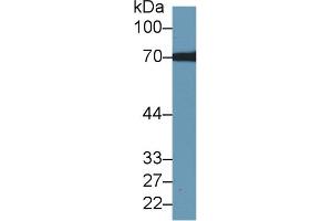 Western Blot; Sample: Human Hela cell lysate; Primary Ab: 1µg/ml Rabbit Anti-Rat TKT Antibody Second Ab: 0. (TKT 抗体  (AA 1-286))