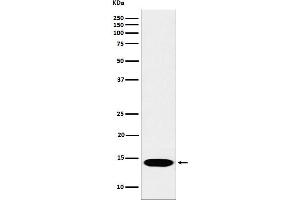 Western blot analysis of Histone H2B (mono methyl K116) expression in Hela cell lysate.
