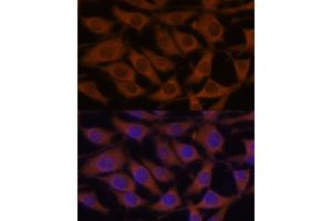Immunofluorescence (IF) image for anti-CAMP Responsive Element Binding Protein 3 (CREB3) (AA 1-230) antibody (ABIN6139013)