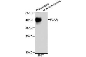 Western blot analysis of extracts of 293T cells, using FCAR antibody (ABIN5995838). (FCAR 抗体)