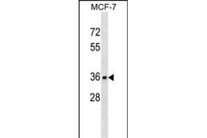 TOR1A Antibody (C-term) (ABIN1536974 and ABIN2849705) western blot analysis in MCF-7 cell line lysates (35 μg/lane). (TOR1A 抗体  (C-Term))