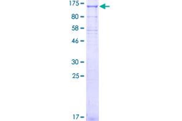 KIFAP3 Protein (AA 1-792) (GST tag)