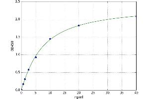 Kallikrein 10 (KLK10) ELISA Kit