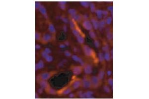Immunofluorescence image of NPR-Bi staining in cryosection of human kidney. (GUCYB 抗体)