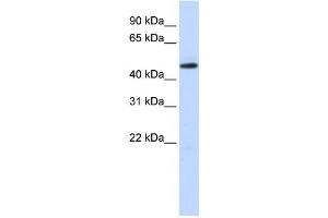 Western Blotting (WB) image for anti-TEA Domain Family Member 2 (TEAD2) antibody (ABIN2458317) (TEAD2 抗体)