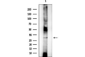 anti-Heterogeneous Nuclear Ribonucleoprotein A1-Like 2 (HNRNPA1L2) antibody