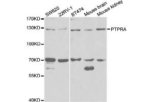 Western blot analysis of extracts of various cell lines, using PTPRA antibody (ABIN5971026) at 1/1000 dilution. (PTPRA 抗体)