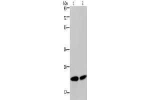 Western Blotting (WB) image for anti-Nucleophosmin/nucleoplasmin 3 (NPM3) antibody (ABIN2423897) (NPM3 抗体)