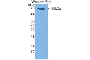 Western Blotting (WB) image for anti-Telomerase Reverse Transcriptase (TERT) (AA 787-1084) antibody (ABIN1860696) (TERT 抗体  (AA 787-1084))