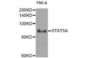 Western blot analysis of extracts of HeLa cells, using STAT5A antibody. (STAT5A 抗体)
