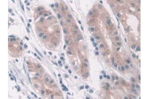 IHC-P analysis of Human Stomach Tissue, with DAB staining. (LDHD 抗体  (AA 62-265))