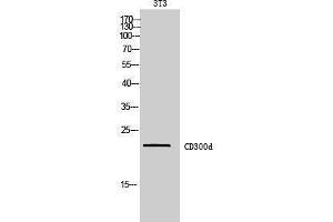 Western Blotting (WB) image for anti-CD300 Molecule-Like Family Member D (CD300LD) (Internal Region) antibody (ABIN3178982) (CD300d 抗体  (Internal Region))