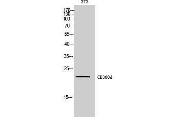 CD300d Antikörper  (Internal Region)