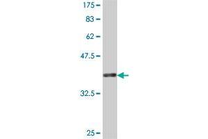 Western Blot detection against Immunogen (37. (GJC1 抗体  (AA 297-396))