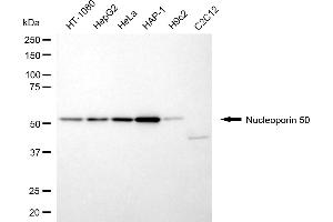 Western blotting analysis using nucleoporin 50 antibody (ABIN7799677).