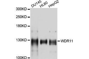 Western blot analysis of extracts of various cell lines, using WDR11 antibody (ABIN4905619) at 1:1000 dilution. (WDR11 抗体)