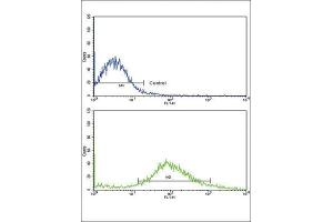 Flow Cytometry (FACS) image for anti-Frizzled Family Receptor 1 (Fzd1) antibody (ABIN3001613) (FZD1 抗体)
