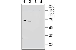 anti-G Protein-Coupled Receptor 97 (GPR97) (AA 62-75), (Extracellular) antibody