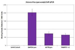 Histone H3ac (pan-acetyl) antibody (pAb) tested by ChIP. (Histone 3 抗体  (N-Term))