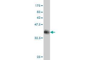 Western Blot detection against Immunogen (33. (DUSP22 抗体  (AA 112-184))