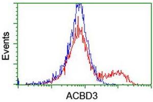 HEK293T cells transfected with either RC208434 overexpress plasmid (Red) or empty vector control plasmid (Blue) were immunostained by anti-ACBD3 antibody (ABIN2455867), and then analyzed by flow cytometry. (ACBD3 抗体)