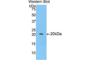 Western Blotting (WB) image for anti-BCL2-Like 2 (BCL2L2) (AA 22-189) antibody (ABIN1858124) (BCL2L2 抗体  (AA 22-189))