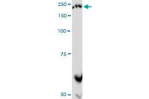 PLXNA2 monoclonal antibody (M06), clone 2G5. (Plexin A2 抗体  (AA 1-164))