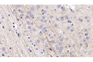 Detection of NRG1 in Rat Cerebrum Tissue using Polyclonal Antibody to Neuregulin 1 (NRG1) (Neuregulin 1 抗体  (AA 13-259))
