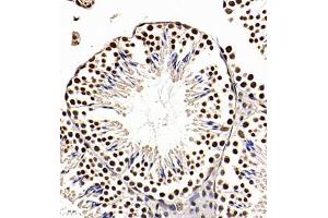Immunohistochemistry of paraffin embedded mouse testis using Api5 (ABIN7073094) at dilution of 1:350 (400x lens) (Apoptosis Inhibitor 5 抗体)