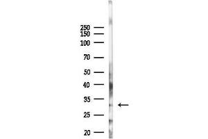 Western blot analysis of lysates from Hela cells(heat-shock,45 min treatment), using GS28 Antibody at 1/1000 dilution.