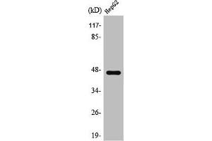Western Blot analysis of Jurkat cells using SR-1A Polyclonal Antibody (Serotonin Receptor 1A 抗体  (C-Term))