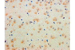 Immunohistochemistry (IHC) image for anti-Contactin 1 (CNTN1) (AA 585-870) antibody (ABIN5863341) (Contactin 1 抗体  (AA 585-870))