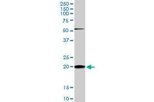 Western Blotting (WB) image for anti-Ras Homolog Gene Family, Member C (RHOC) (AA 1-193) antibody (ABIN513475)