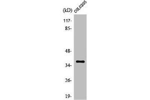Western Blot analysis of HepG2 cells using Olfactory receptor 52B2 Polyclonal Antibody (OR52B2 抗体  (Internal Region))