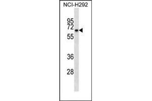 Western blot analysis of KBTBD10 Antibody (C-term) in NCI-H292 cell line lysates (35ug/lane). (Kelch-like protein 41 (KLHL41) (AA 546-575), (C-Term) 抗体)
