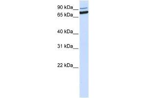 XAB2 antibody used at 0. (XAB2 抗体  (C-Term))