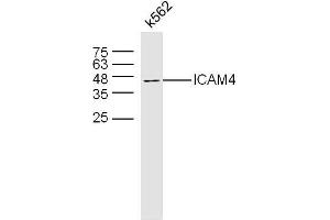K562 lysates probed with ICAM4 Polyclonal Antibody, Uconjugated  at 1:300 overnight at 4°C followed by a conjugated secondary antibody at 1:10000 for 60 minutes at 37°C. (ICAM4 抗体  (AA 85-180))