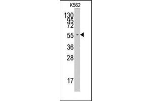 Western blot analysis of anti-FARSA Pab in K562 cell line lysates (35ug/lane). (Phenylalanyl-tRNA Synthetase, alpha Subunit (FARSA) (N-Term) 抗体)