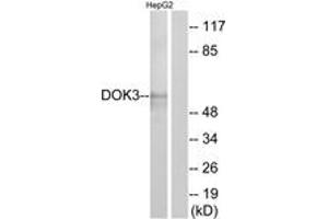 Western blot analysis of extracts from HepG2 cells, using DOK3 Antibody. (DOK3 抗体  (AA 101-150))