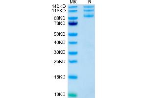 Human ITGAV&ITGB5 on Tris-Bis PAGE under reduced conditions.