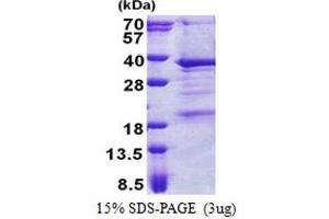 SDS-PAGE (SDS) image for THAP Domain Containing, Apoptosis Associated Protein 3 (THAP3) (AA 1-239) protein (His tag) (ABIN5853138) (THAP3 Protein (AA 1-239) (His tag))