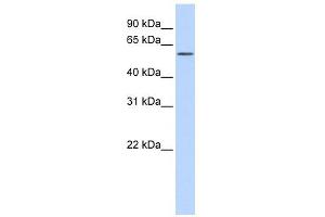 KIAA1754L antibody used at 1 ug/ml to detect target protein. (ITPRIPL1 抗体  (C-Term))