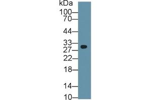 Detection of PHB in Mouse Cerebrum lysate using Polyclonal Antibody to Prohibitin (PHB) (Prohibitin 抗体  (AA 177-272))