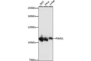 Western blot analysis of extracts of various cell lines, using PSMD1 antibody (ABIN7269586) at 1:1000 dilution. (PSMD1 抗体  (AA 794-953))