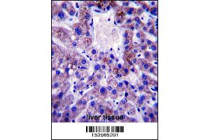 UBE2W Antibody immunohistochemistry analysis in formalin fixed and paraffin embedded human liver tissue followed by peroxidase conjugation of the secondary antibody and DAB staining. (UBE2W 抗体  (C-Term))